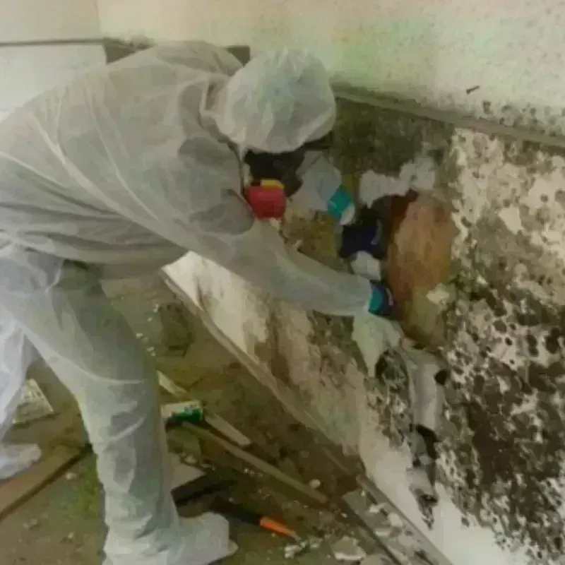 Mold Remediation and Removal in Daviess County, MO